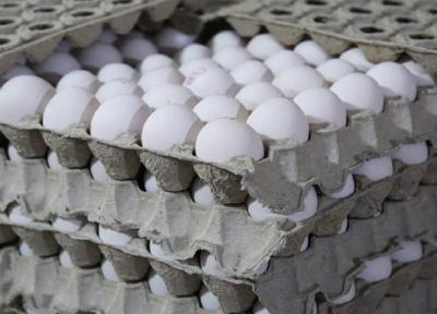 صادرات تخم مرغ ممنوع شد ، تخم مرغ مقرون به صرفه می گردد؟