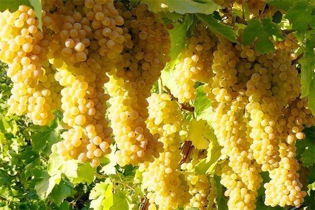 تولید انگور در خراسان شمالی اما فروش با نام شاهرود