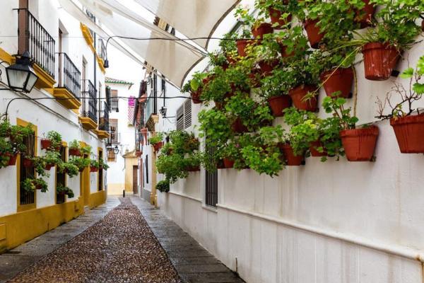 قرطبه شهری اسپانیایی غرق در گل