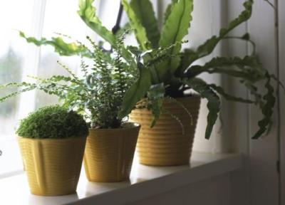 نور طبیعی برای گیاهان خانگی ام