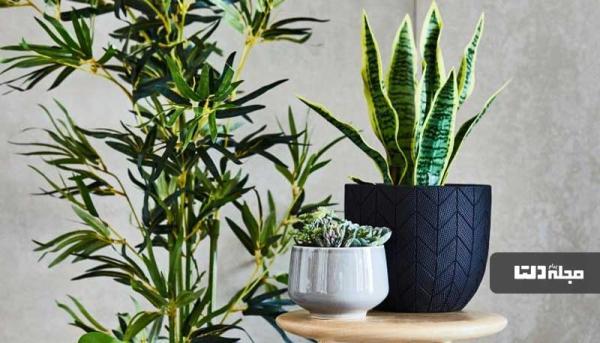 برای گیاهان آپارتمانی وسایل تزیینی بسازید