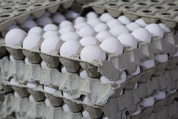 صادرات تخم مرغ ممنوع شد ، تخم مرغ مقرون به صرفه می گردد؟