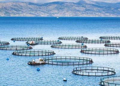 تشکیل کنسرسیوم دانش بنیان زنجیره ارزش پرورش ماهی در قفس