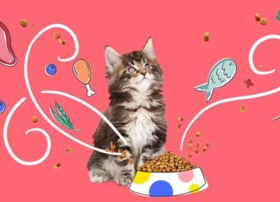 8 نکته حیاتی در انتخاب غذای گربه؛ همراه با معرفی برترین ها در خبرنگاران